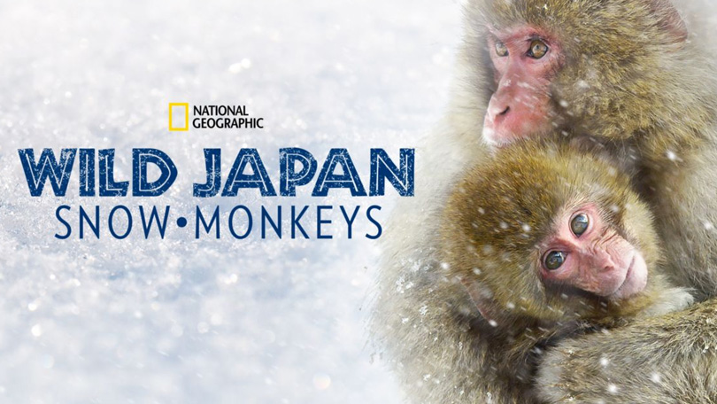 Wild Japan Snow Monkeys