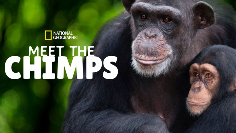 Meet The Chimps Disney Plus