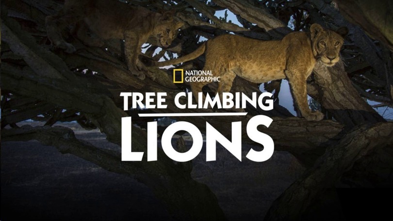 tree climbing lions disney plus