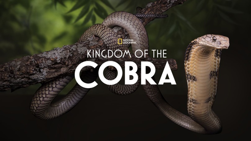 kingdom of the cobra disney plus
